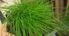 a person holding a potted plant with long green grass in it's hands