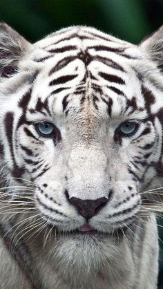 a white tiger with blue eyes looking at the camera