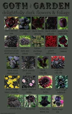 an image of different flowers and foliages in the garden for each type of plant