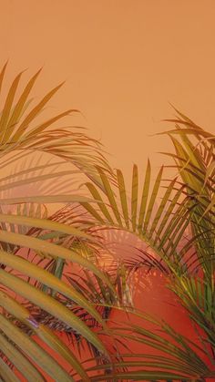 palm trees against an orange sky with no clouds in the backgrounge area