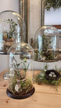 two glass domes with plants in them sitting on a wooden table next to a mirror