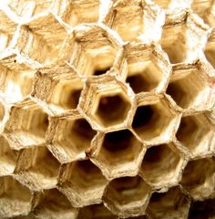 the inside of a honeycomb is shown in close up