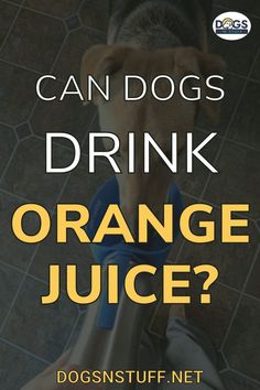 an orange juice with the title can dogs drink orange juice?