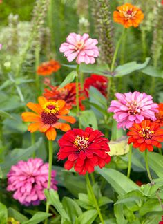 many different colored flowers in a garden