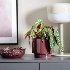 a potted plant sitting on top of a table next to a bowl and lamp