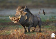 a warthog running in the grass with its mouth open