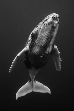 a black and white photo of a humpback whale