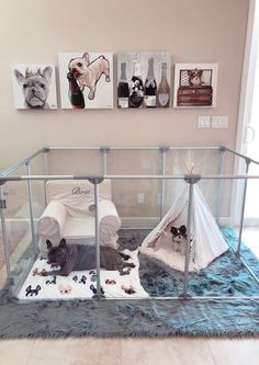 two cats sitting in a glass enclosure with pictures on the wall behind them and an animal teepee