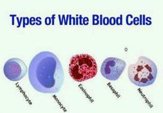 different types of white blood cells