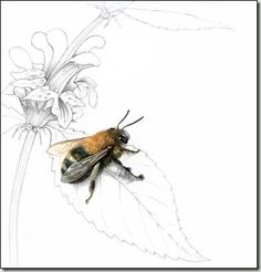 a bee sitting on top of a white flower next to a drawing of a plant