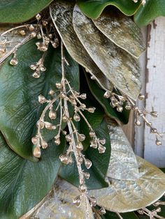 some green leaves and white flowers on a tree