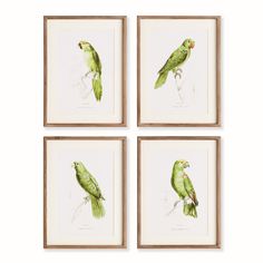 four green parrots sitting on top of each other's backs in three different frames