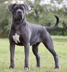 a large gray dog standing on top of a lush green field with trees in the background