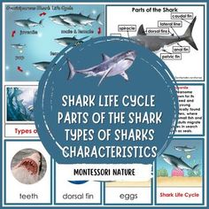 shark life cycle parts of the shark types of sharks and other marine animals with pictures