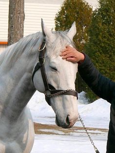 a woman is petting the head of a white horse with a chain around it's neck