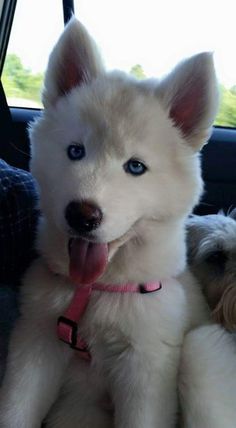 two white dogs sitting in the back seat of a car with their tongue hanging out