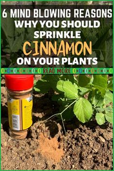 a jar filled with cinnamon sits in the dirt next to some plants and dirt on the ground