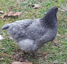 a gray and white chicken standing on top of grass next to a leaf covered ground