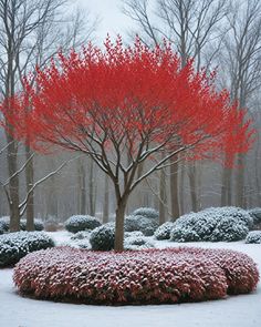 a red tree in the middle of a snow covered park with bushes and trees around it