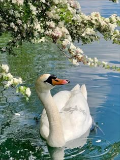 a white swan floating on top of a body of water next to a lush green tree