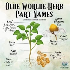 the parts of an old world herb plant that is labeled in their name and description