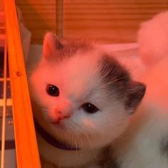 a white and gray kitten is looking at the camera