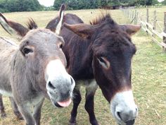 two donkeys standing next to each other in a fenced in area with grass and trees