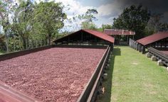 there are several rows of red gravel in the grass next to each other and one is empty