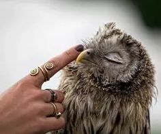 an owl is being petted by someone's hand with rings on their fingers