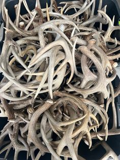 a bunch of antlers that are sitting in a bin