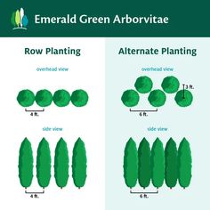 the different types of trees are shown in this diagram, which shows how to grow them