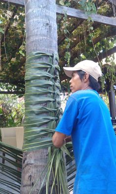 a man standing next to a palm tree with lots of green leaves hanging from it