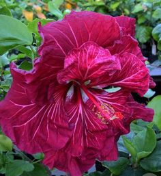 a large red flower with green leaves around it