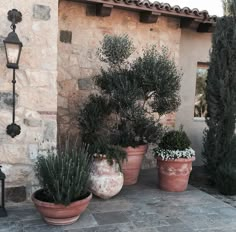 three large potted plants sitting on top of a stone floor next to a building