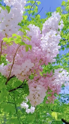 pink and white flowers are blooming on the tree