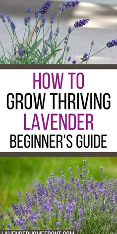 Looking to start your own Lavender Garden? Growing Lavender Plants at home from seeds is easier than you think! With the right Lavender Plant Care, you can enjoy beautiful, fragrant blooms year-round. Learn how to start Growing Lavender from seeds and create a calming space with this aromatic herb in your backyard or balcony! Perfect for both beginners and experienced gardeners. Hit the link below Lavender Plant Care, Lavender Plants, Growing Lavender, Lavender Garden, Meteor Garden 2018, Magic Garden, Lavender Plant, Lavender Farm, Garden Route