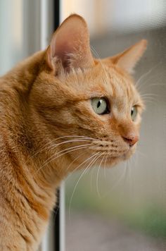 an orange tabby cat looking out the window with green eyes and whiskers