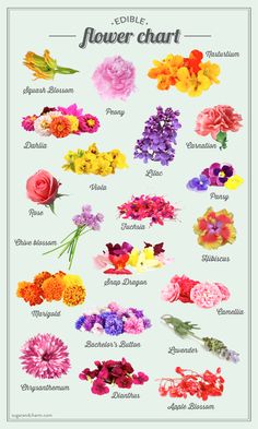 the edible flower chart is shown with different types of flowers and their names on it