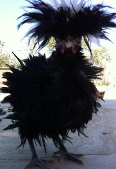 a black and white bird with feathers on it's head