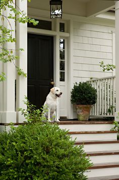 a white dog sitting on the steps of a house with potted plants in front of it