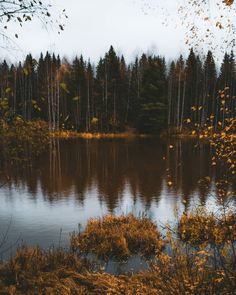 a body of water surrounded by trees in the fall or early autumn time, with grass and weeds growing on both sides