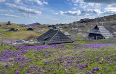 purple flowers blooming on the ground in front of wooden huts and mountains with clouds