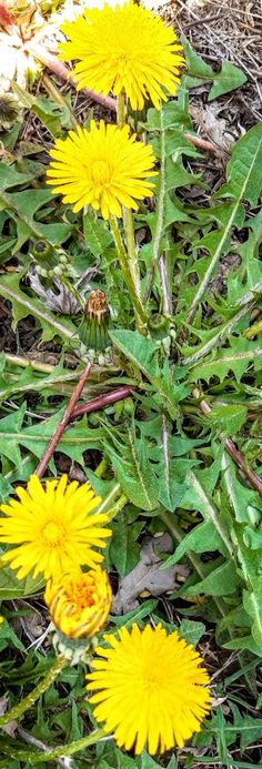 some yellow dandelions are growing in the grass