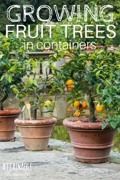 growing fruit trees in containers with text overlay