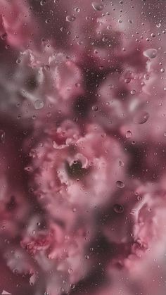 pink flowers are seen through the water droplets