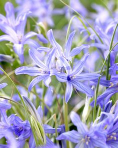 blue flowers are blooming in the garden