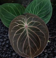 two large green leaves sitting on top of a black gravel ground next to each other