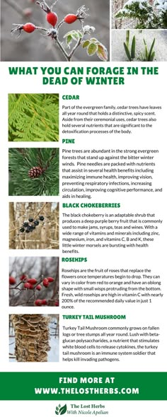 the flyer for what you can force in the dead of winter, including berries and leaves