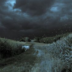 a white horse standing on top of a lush green field under a dark cloudy sky