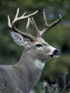 a close up of a deer with antlers on it's head